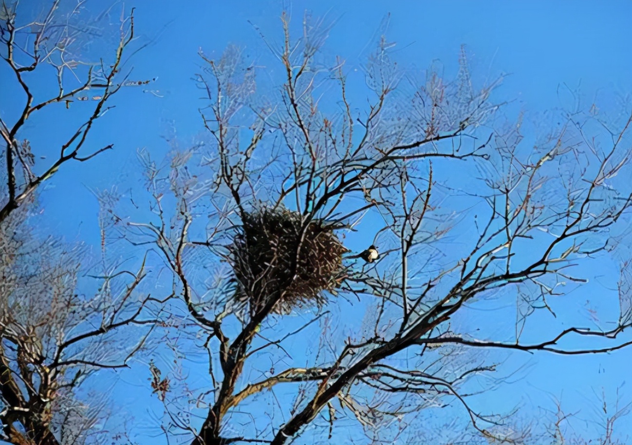 喜鹊窝搭得乱七八糟为何不怕风雪,喜鹊窝建造全过程