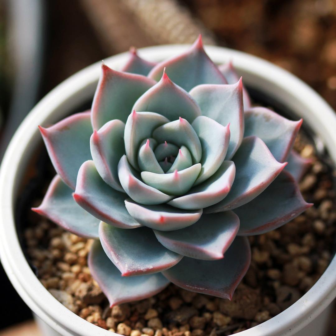 蓝石莲多肉最好看,多肉界的颜值天花板