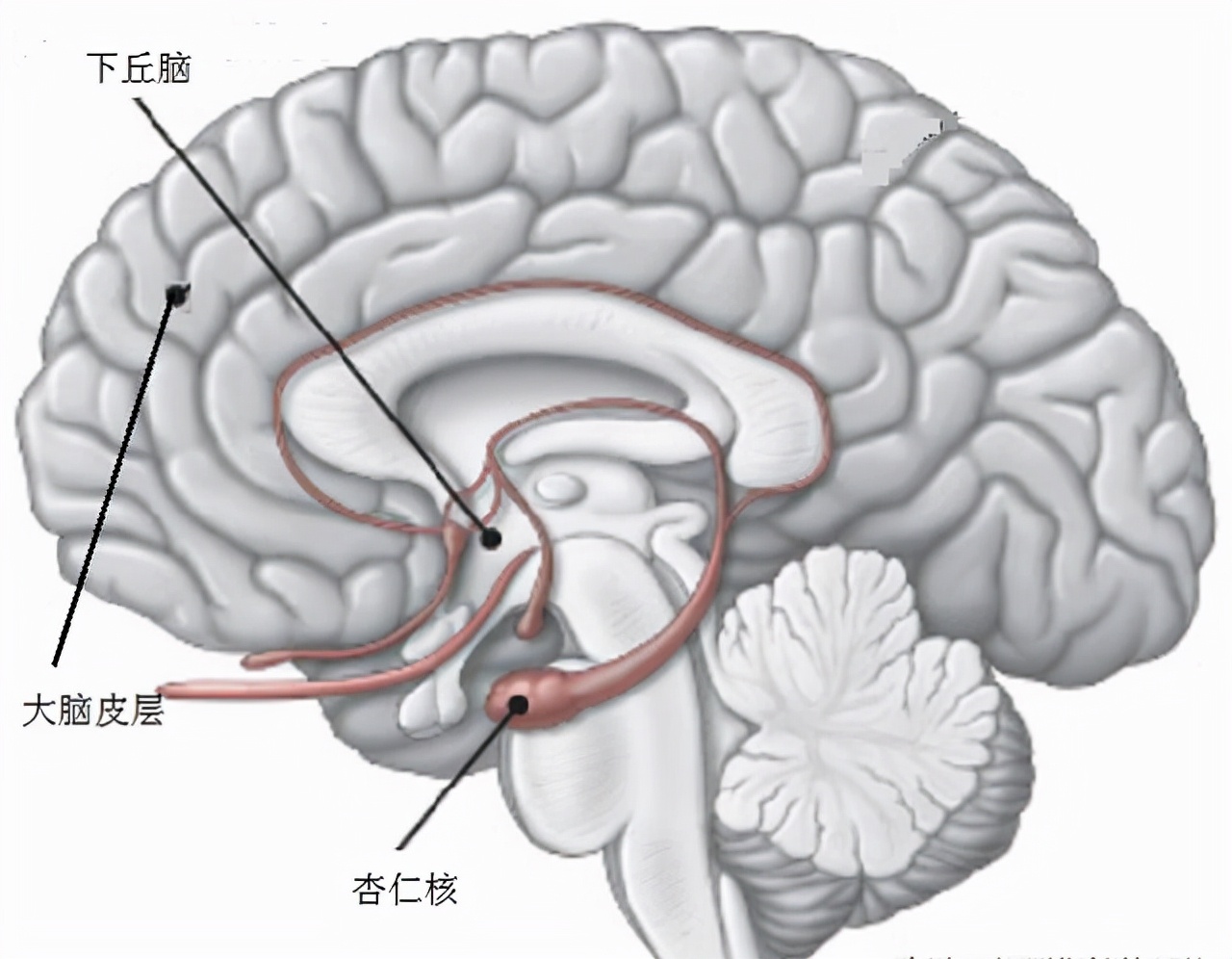 和人争吵后倒地不起检查全部正常,与人争吵就全身发抖是怎么回事