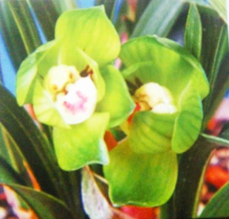 蕙兰有哪些容易开花的品种,蕙兰绿牡丹与老朵云差异