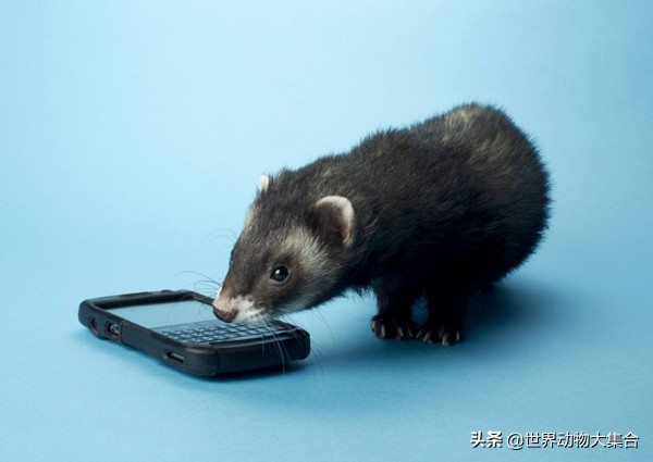 养安格鲁貂需要什么,养安格鲁貂