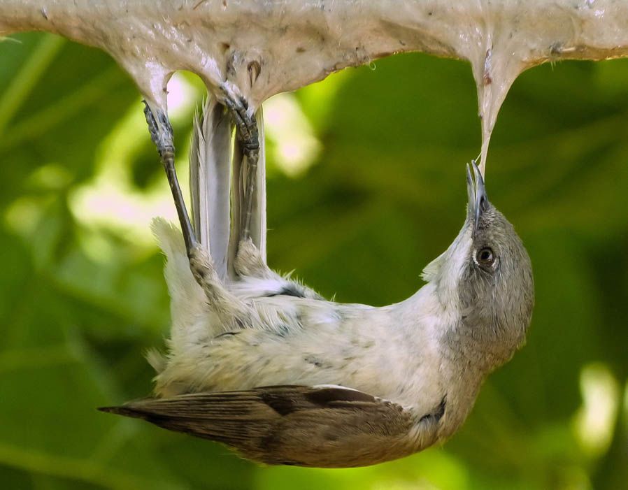 捕鸟树“杀鸟为乐”，忘记传播种子，被进化带偏的物种有多可怕？