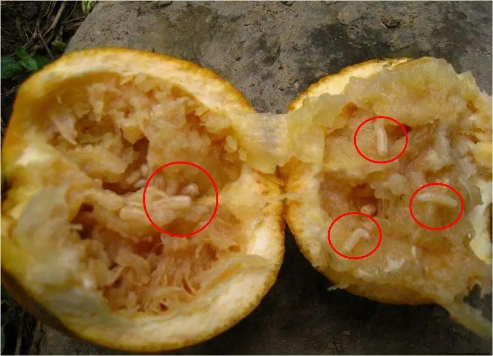树上的果子里的蛆虫怎么预防,果肉里面长蛆虫怎样防治