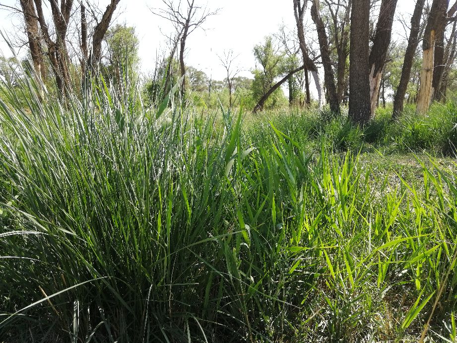 自然写作素材,草木恩典主题思想