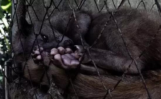 猫屎咖啡三合一,越贡三合一猫屎咖啡