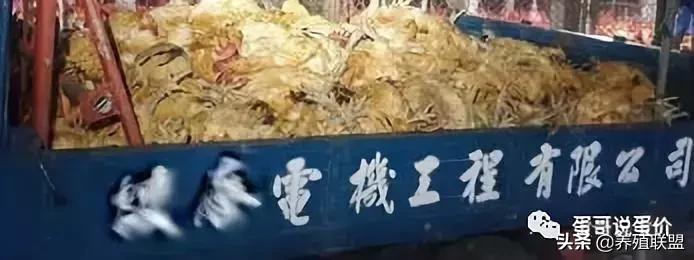 这么一大堆死鸡,该谁负责?