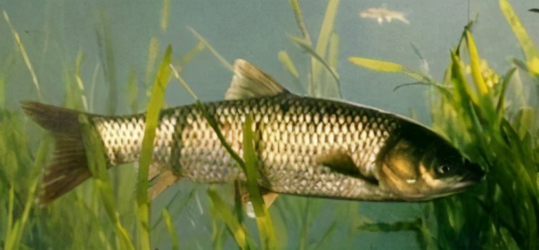 如何养草鱼不生病又能高产,如何让草鱼增产