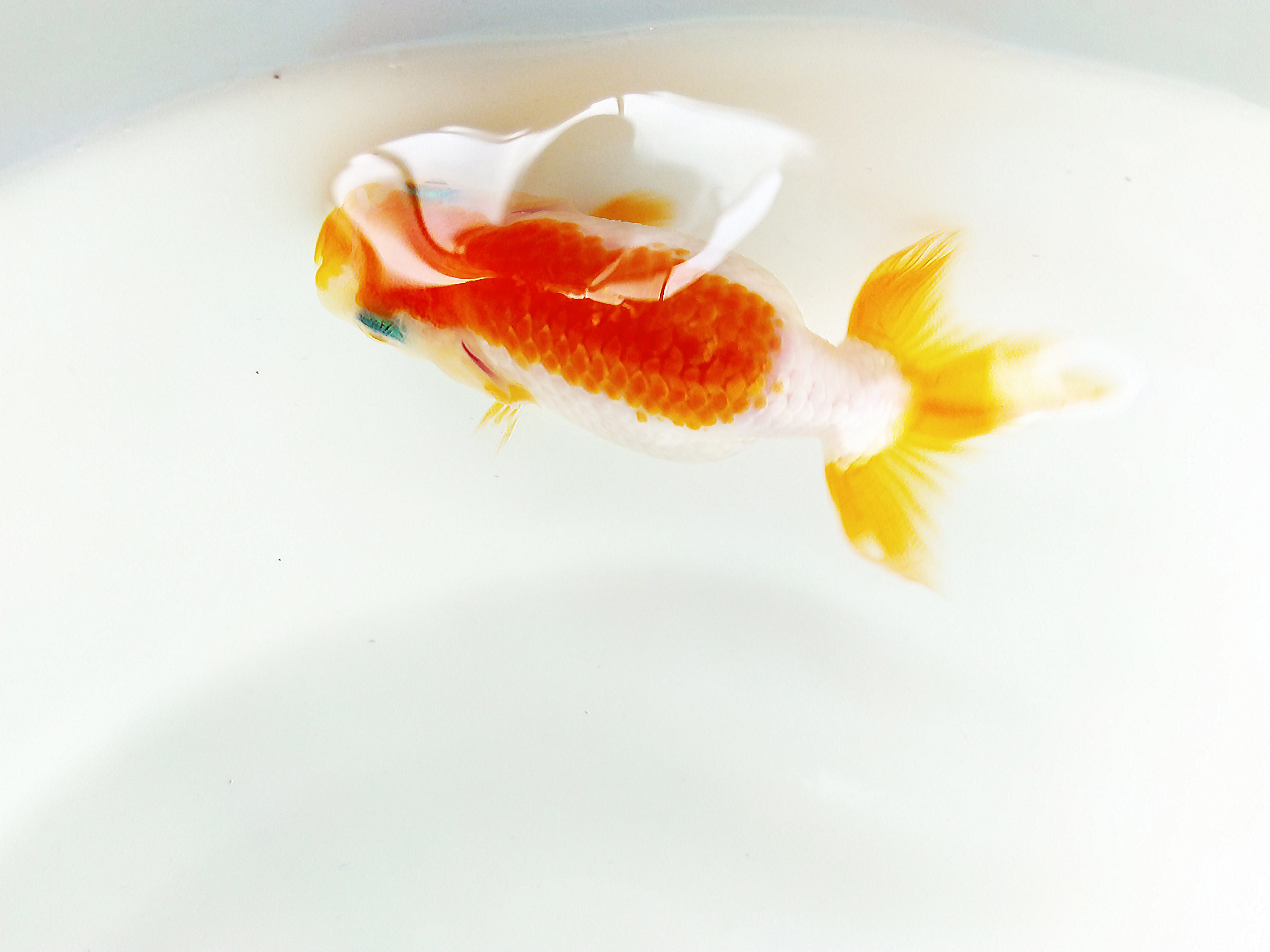 兰寿金鱼怎么养才能活得长久,兰寿金鱼当年好养还是两年好养