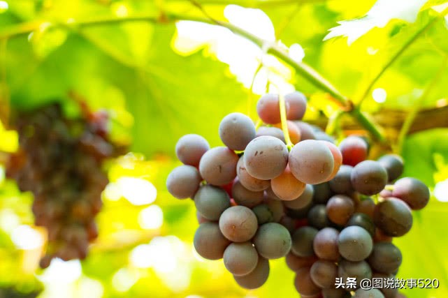 河北最为低调小城:为韩愈祖籍地,曹操《观沧海》中的碣石在这