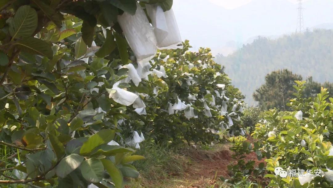 华安：【民生】果中“红宝石”，美味上线啦~