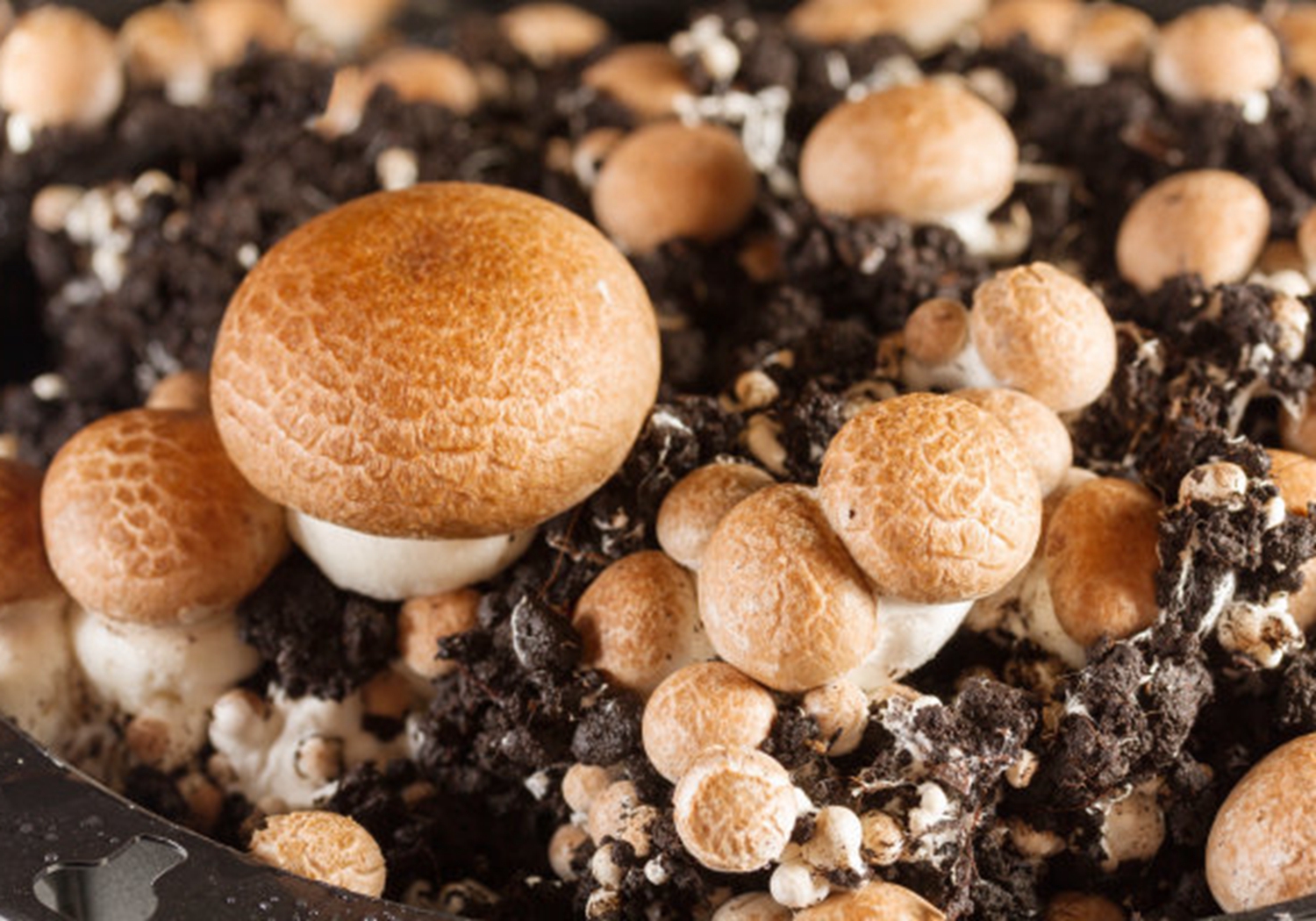 种植香菇为什么太湿会发黑,香菇种植病害防治方法