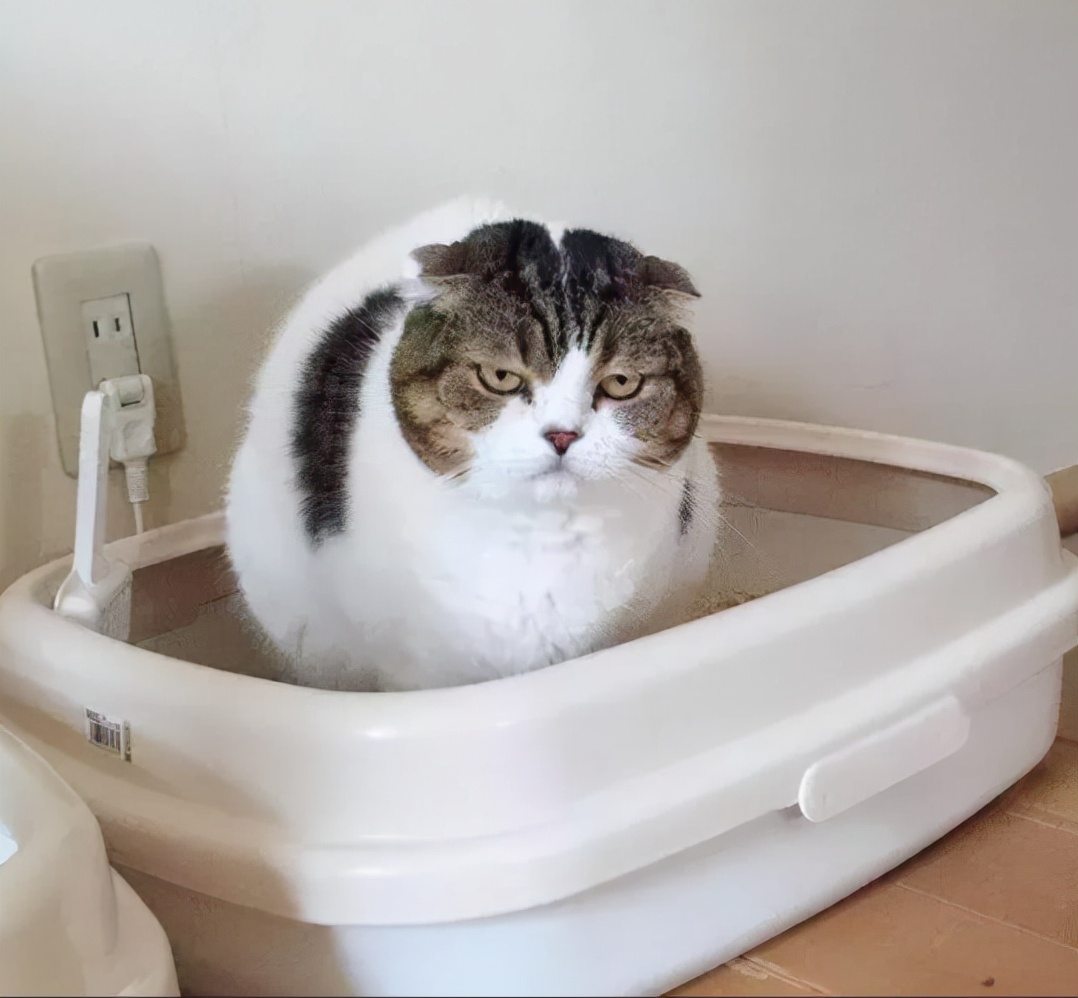 猫咪拉臭臭是什么原因,猫咪拉的臭臭是怎么处理的