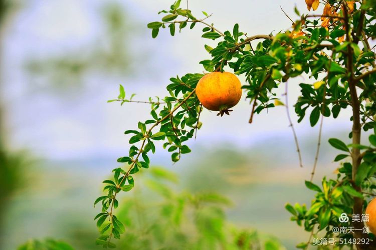 石榴一般几月份熟,石榴怎么判断熟了