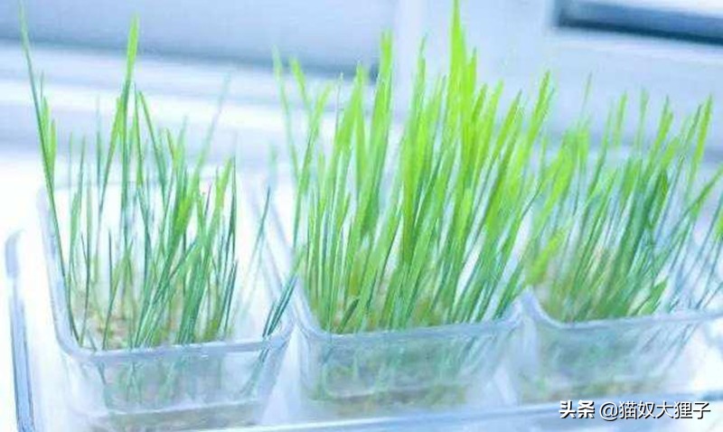 猫草和化毛膏哪个比较好,猫草和化毛膏哪个好