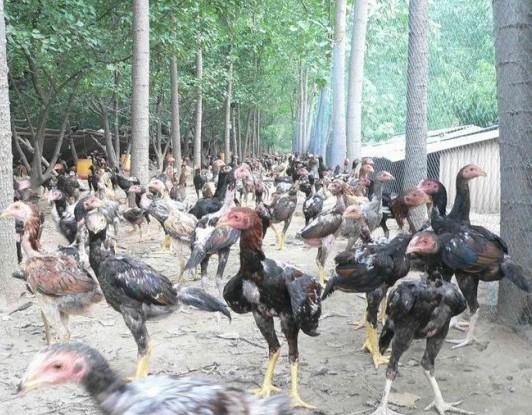 斗鸡养殖技术视频致富经,斗鸡的养殖方法和注意事项