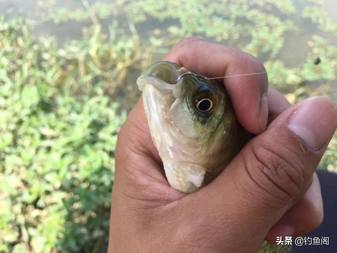 秋高气爽的天气怎样钓好鱼,夏天天气很热鱼怎么钓最好