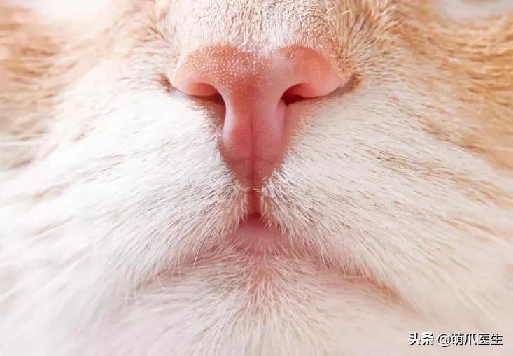 猫咪皮肤有黑斑点还很容易掉毛,猫咪身上有黑色斑点是怎么回事