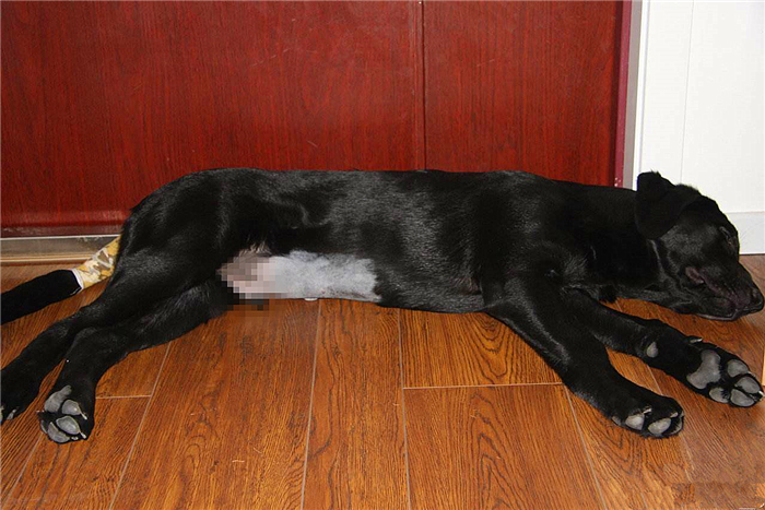 狗狗布氏杆菌病,狗狗感染布鲁氏杆菌有啥症状