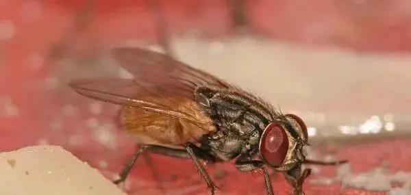 寿命最短的动物蜉蝣,动物寿命最短的是哪种