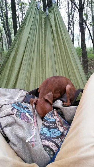 伸舌头的小鹿犬,爱洗澡的小鹿犬