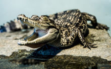 “硬化皮肤是长出外壳吗”保护方式千千万万种，这种真是绝了