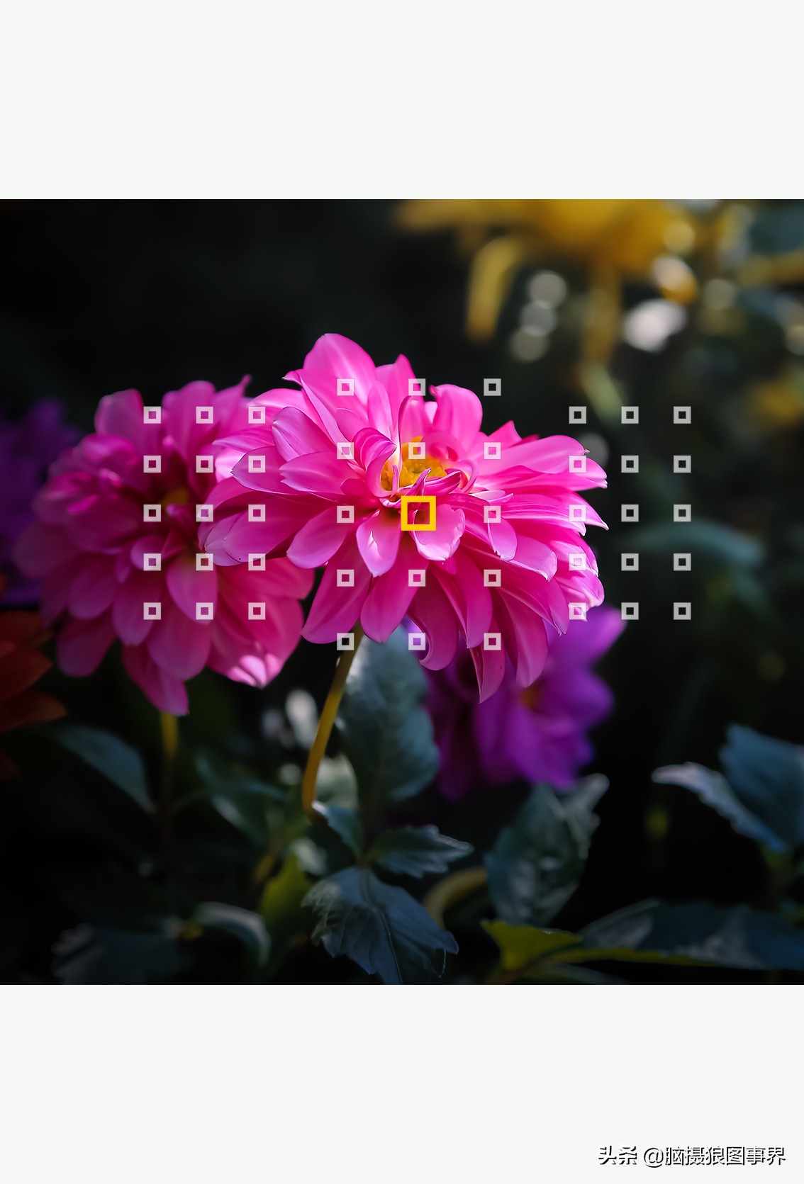 花卉拍摄中,多点对焦与单点对焦哪种更好?为什么主体不清晰?