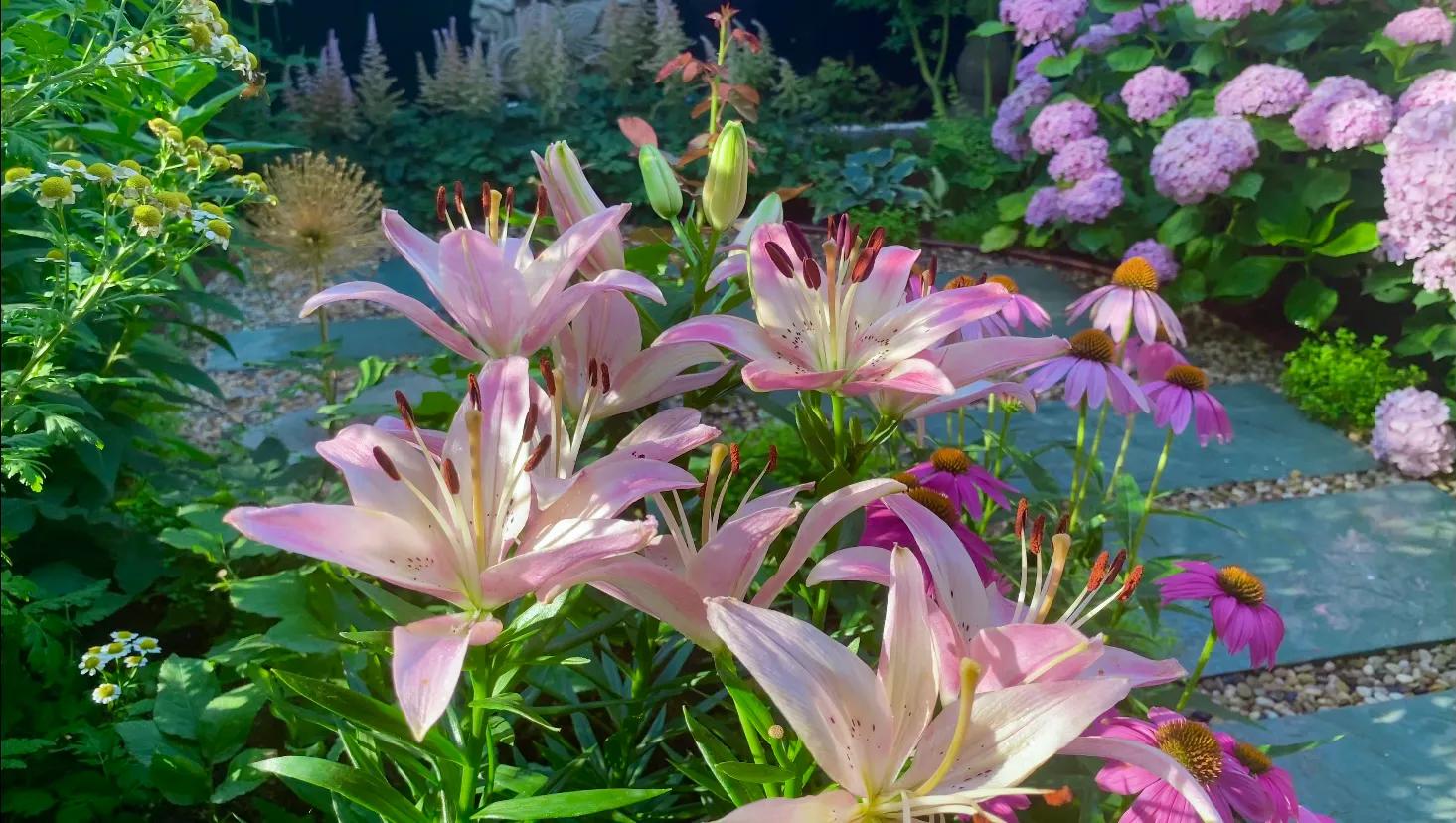 百合品种怎么选,北方花园适合种什么树