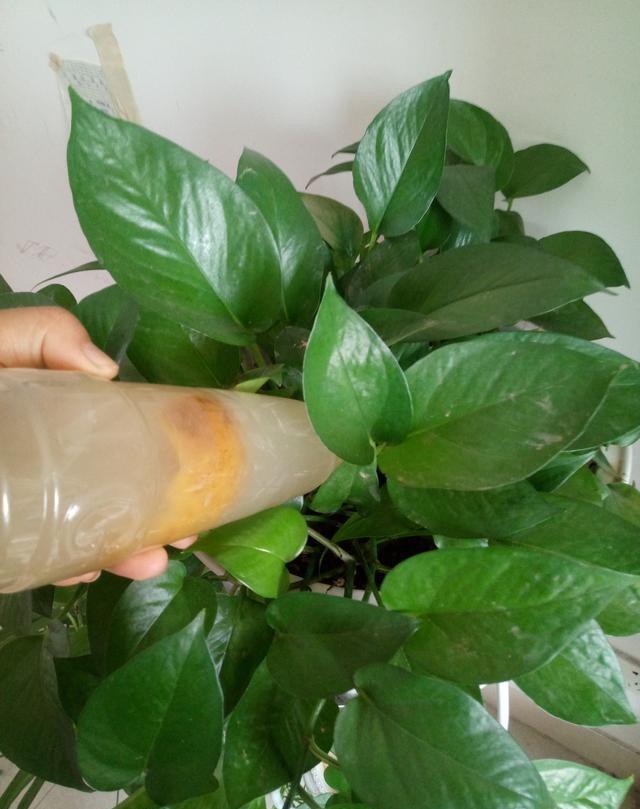 花不用肥买什么,有机肥和磷钾肥养花