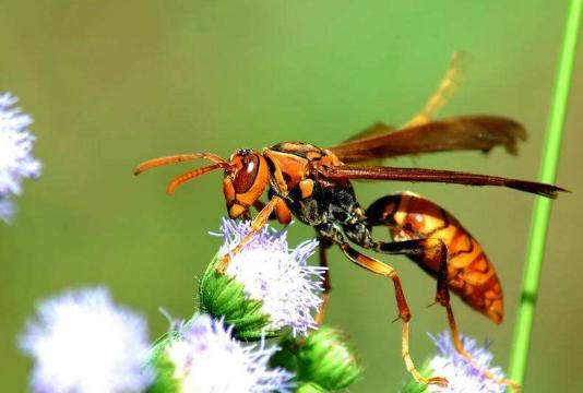 孩子被马蜂蛰妈妈笑了,孩子被马蜂蛰了擦什么药膏