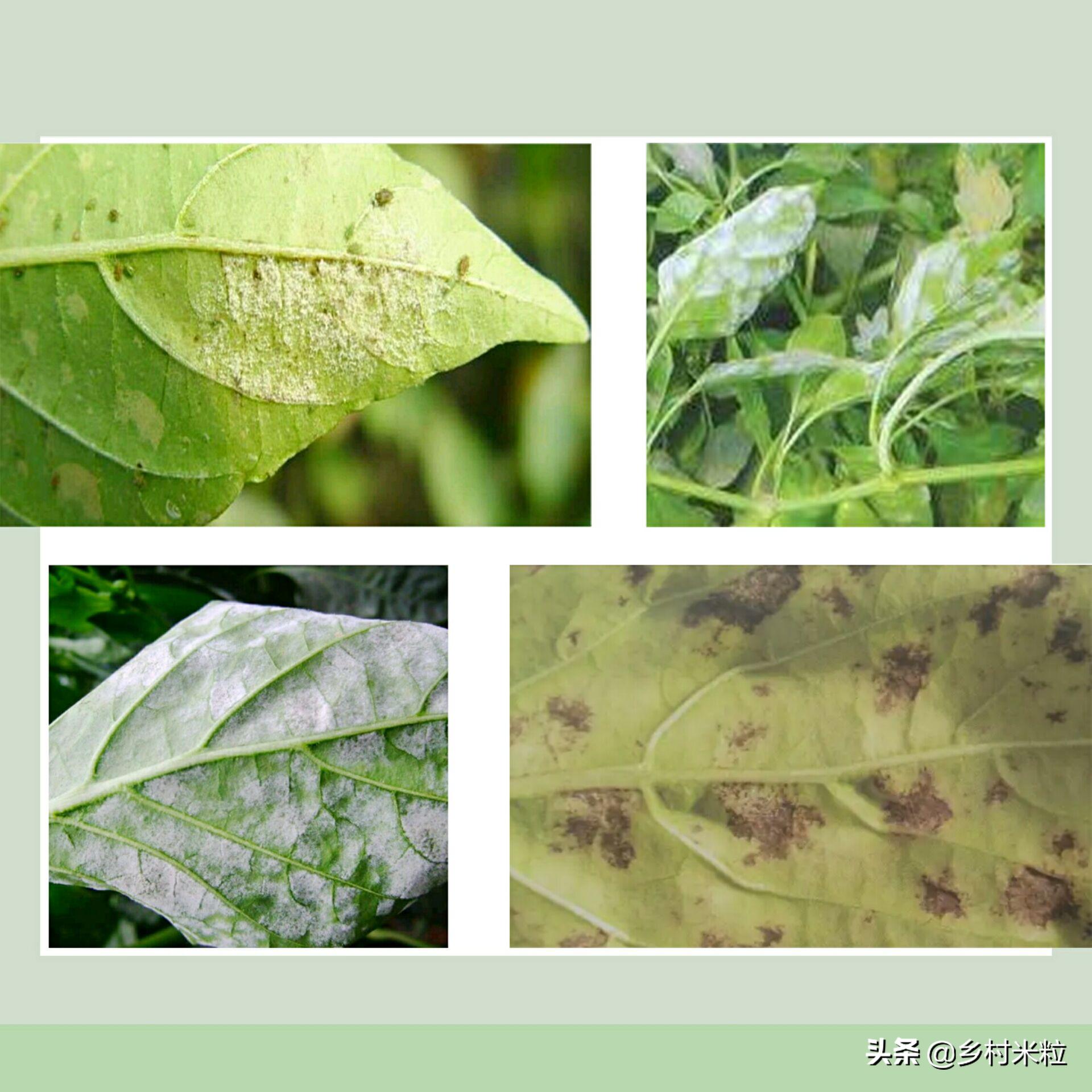 辣椒白粉病最佳防治时间,高温高湿辣椒叶斑病