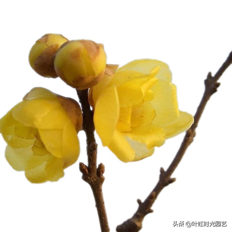 腊梅腊月掉花苞？了解这几点，及时止损花仍开