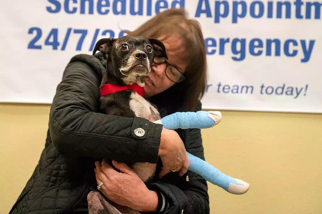 神奇的粉末可以让宠物鱼复活,神奇的鱼鳞片