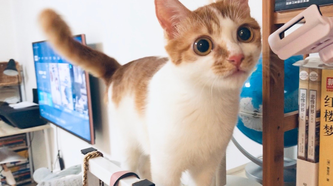 猫咪缺乏牛磺酸可能致死!表现之一是眼肿流泪,记得要额外补充