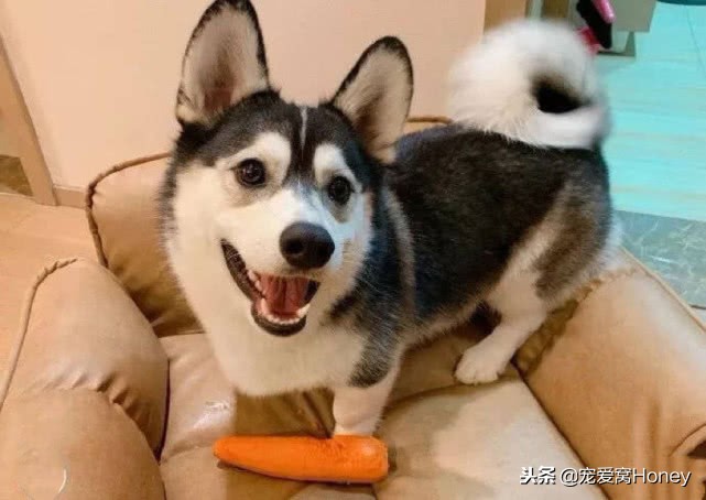 盘点柯基的混血狗,柯基小短腿混血