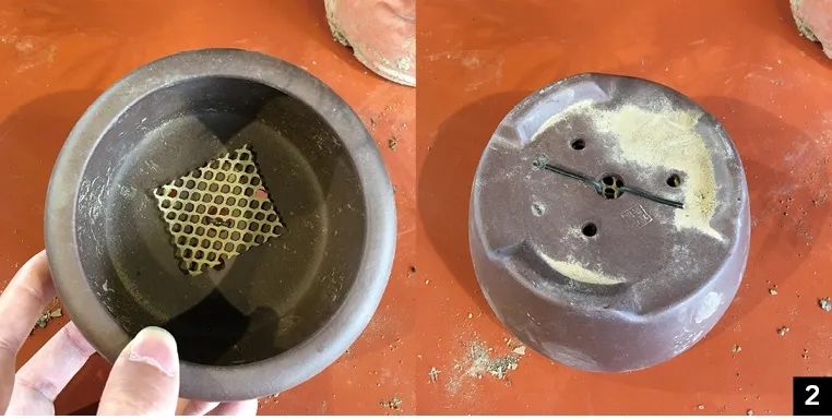 黑松苗临水式造型 (临水黑松苗)