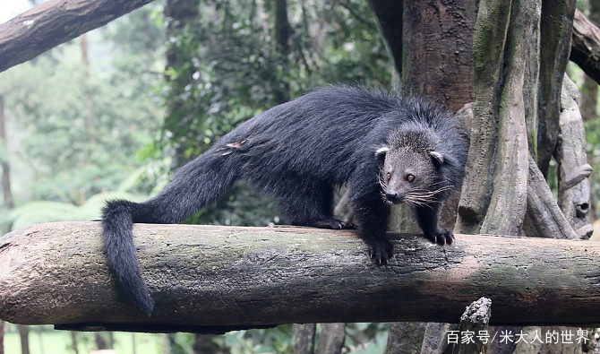 熊狸特征,熊狸厉害吗