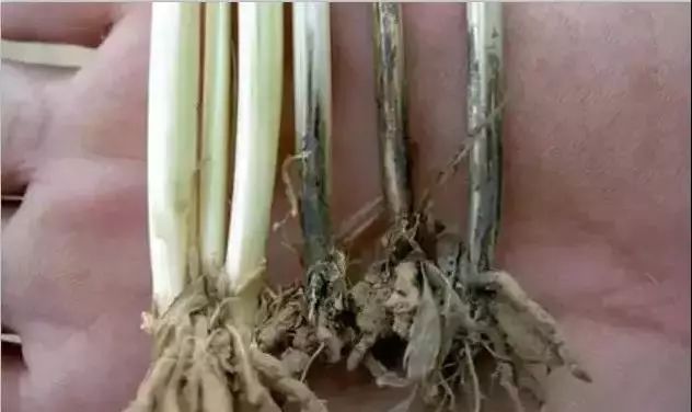 小麦发黄死苗用什么药治疗,小麦发黄有死苗什么原因怎样治