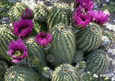 日本国花是什么花啊,全世界各国的国花是什么花