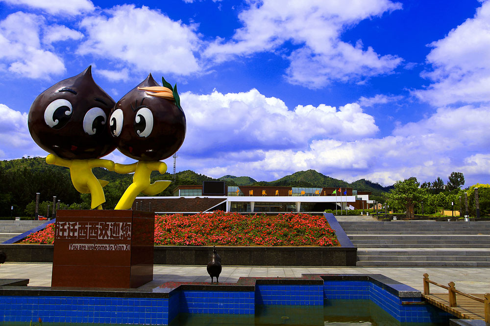 板栗厂家招代理商,板栗专卖加盟