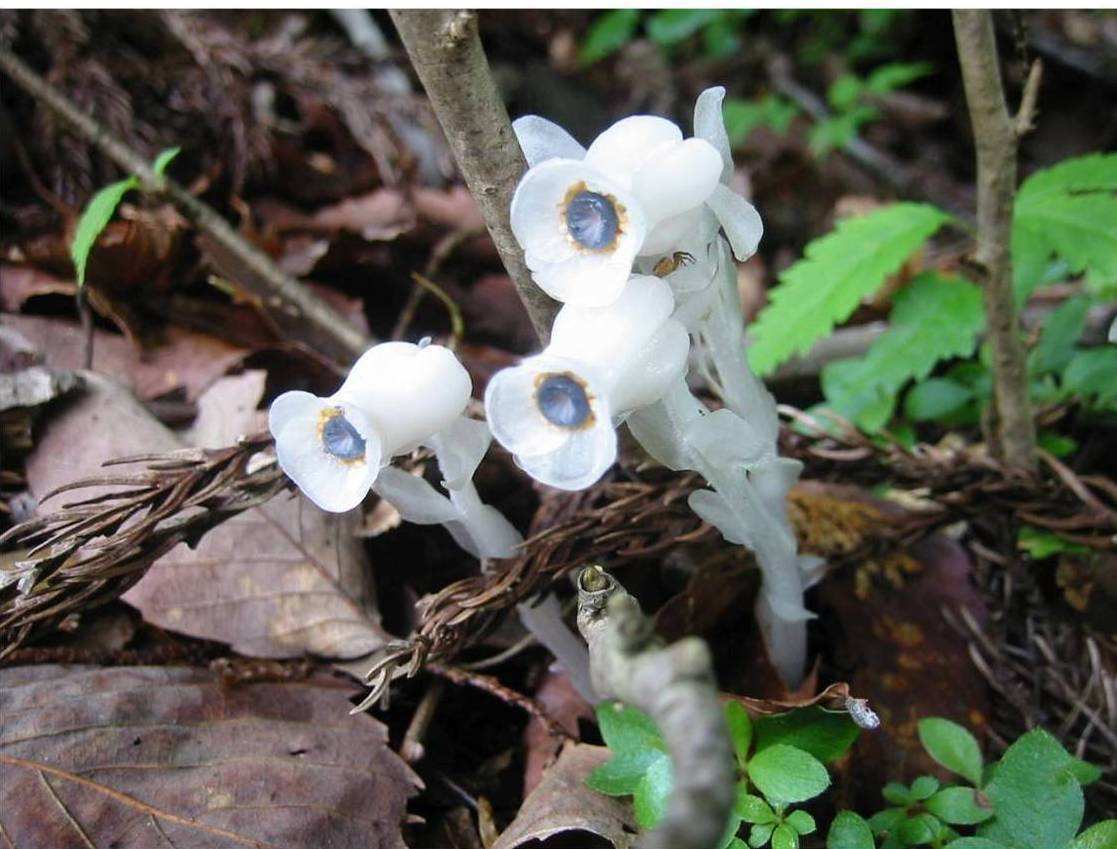 罕见贵州一县发现珍稀植物水晶兰,珍稀兰科植物贵州地宝兰图片