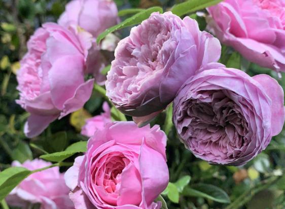 蔷薇只有一根枝条开花怎样爆盆,蔷薇养护方法和注意事项