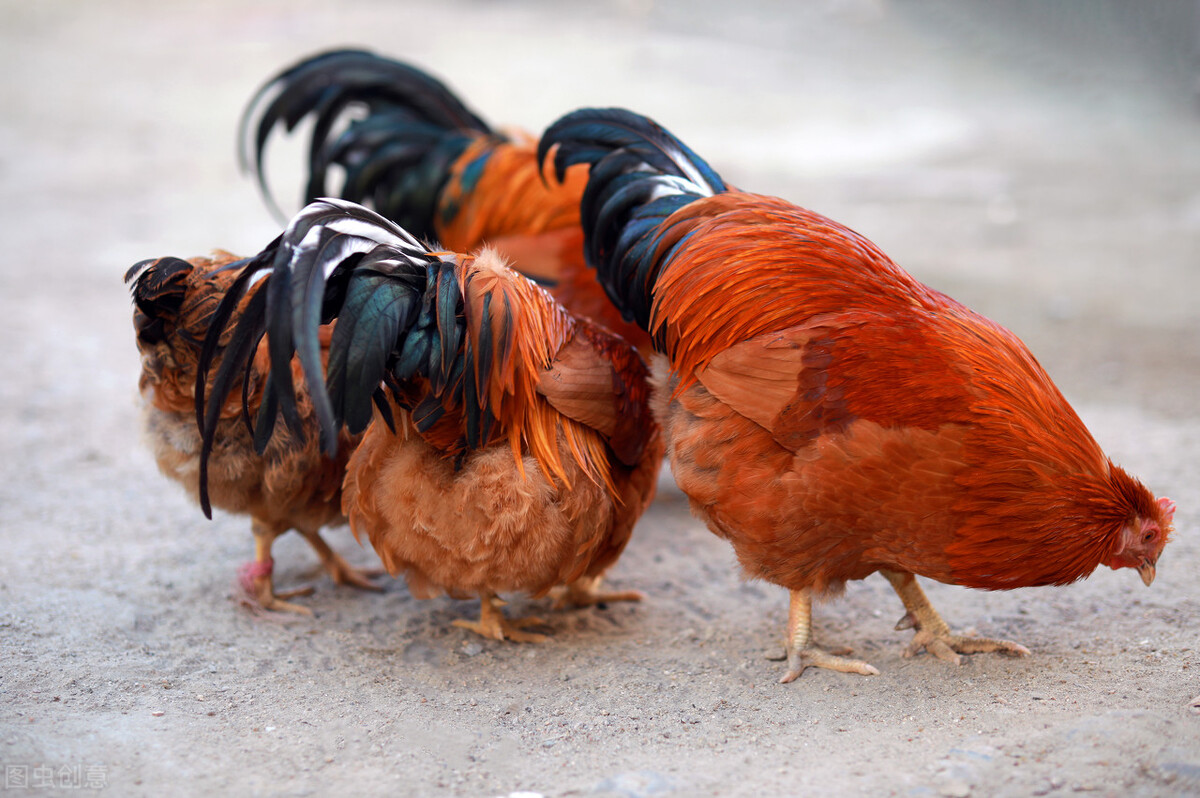 为什么农村要把公鸡阉了,在农村为啥很多公鸡会被阉