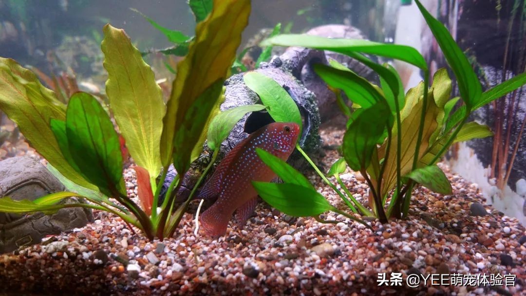 被迫断电的鱼缸里，能不能继续养鱼