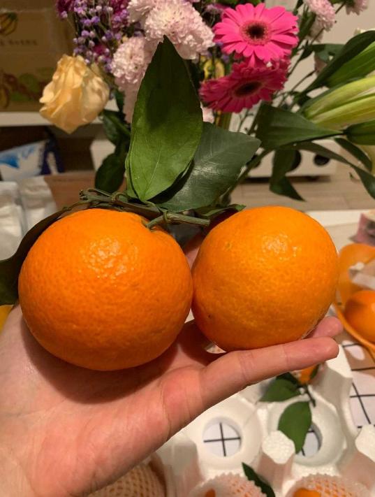 浼楁璧ｅ崡鑴愭,浼楁