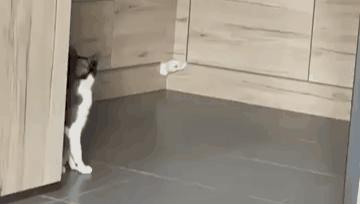 高层养猫到底要不要封窗,封窗养猫