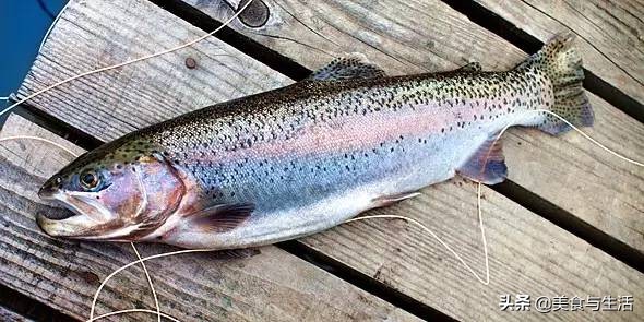 日料三文鱼是虹鳟鱼吗,国内日料店的三文鱼是虹鳟吗