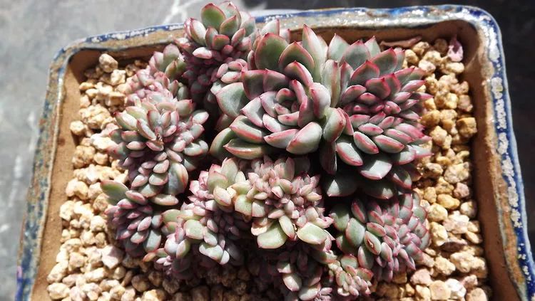 爱机车,爱多肉,宝妈花姐的诗和远方