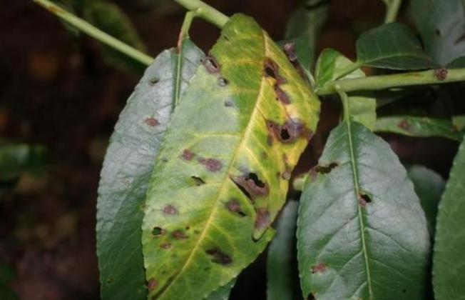 桃细菌性穿孔病花前用什么药,桃穿孔病的特效防治