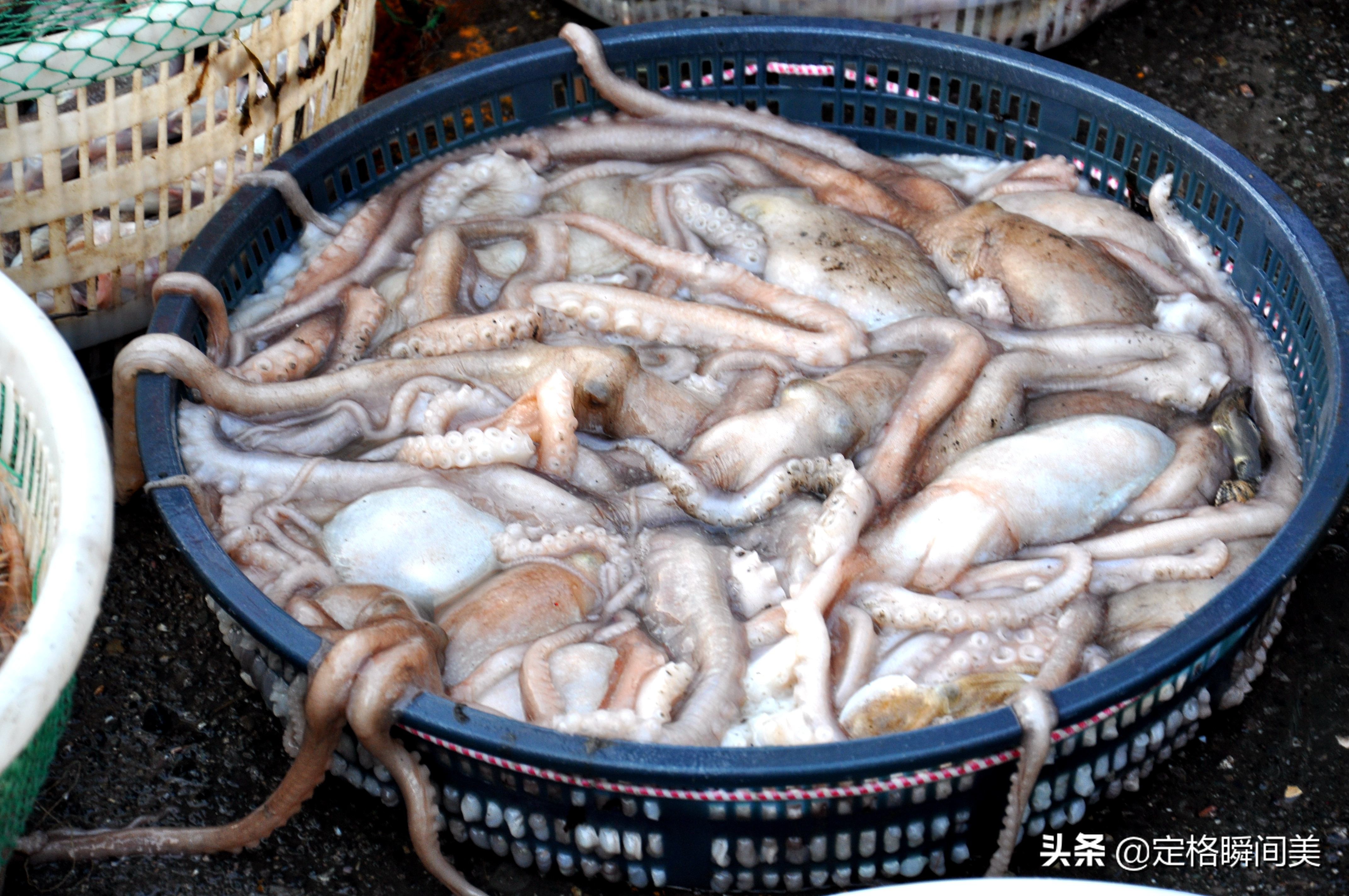 青岛批发市场海虾,青岛早市海虾