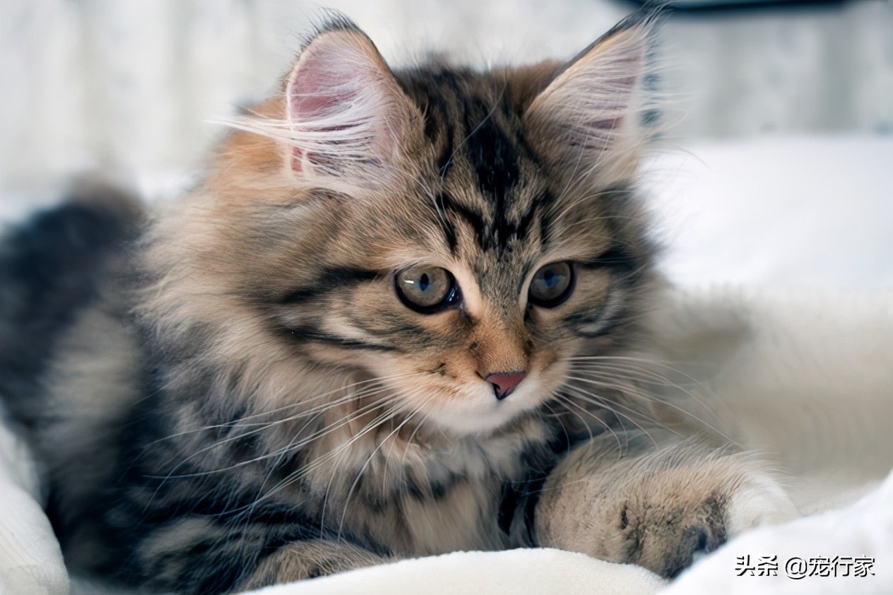 养猫后家里好臭怎么办,养猫后觉得猫很烦怎么办